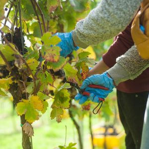 Vineyard Harvest grape scissors