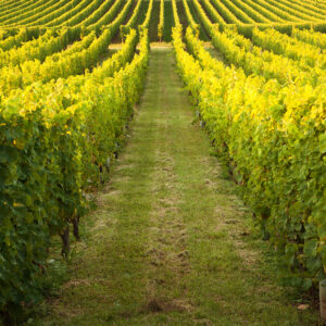 Endless rows in a vineyard